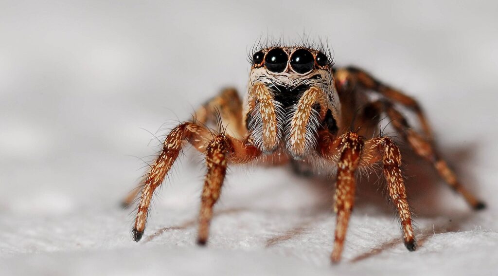 Sonhar Com Aranha O Que Podem Estar Tentando Dizer