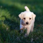 Sonhar Com Cachorro e O Que Pode Revelar Sobre Sua Vida