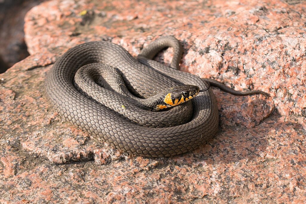 Sonhar Com Cobra Decifrando Mensagens Através dos Sonhos