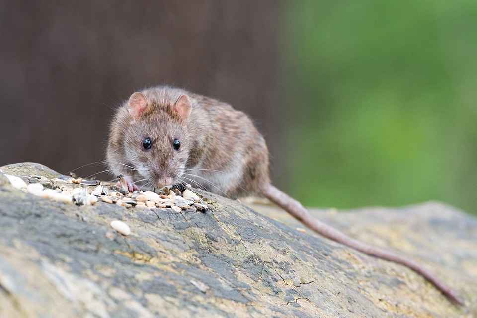 Sonhar Com Rato Explorando os Significados Ocultos dos Sonhos